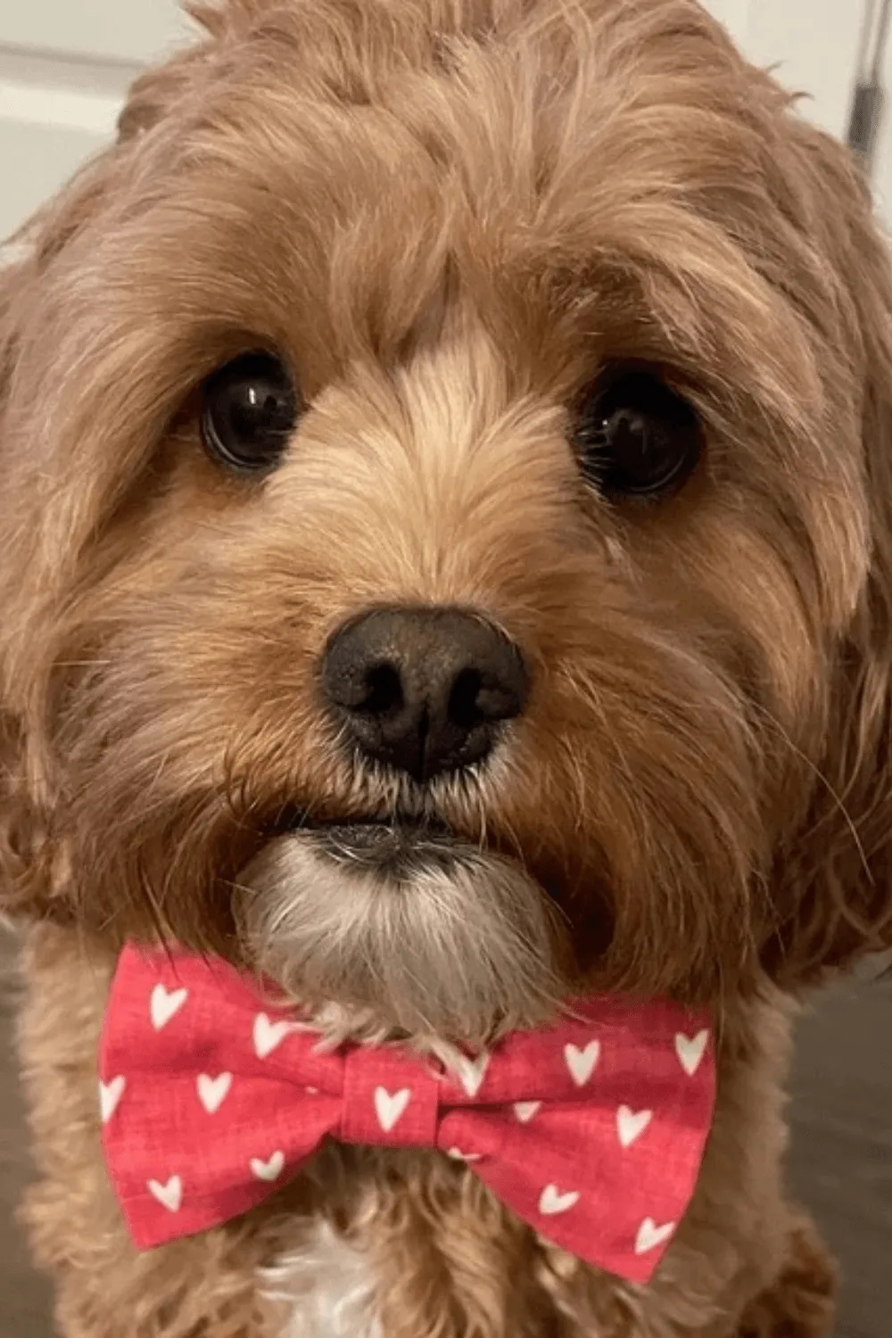 Red Hearts Bow Tie for Dog and Cat Collar